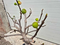 Vijgenboom - ficus carica - hoogte ca. 100 cm - afbeelding 2 van  3