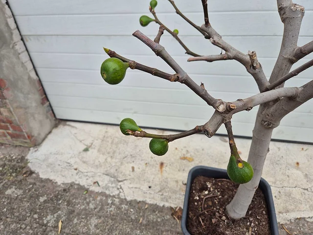 Vijgenboom - ficus carica - hoogte ca. 100 cm - afbeelding 3 van  3