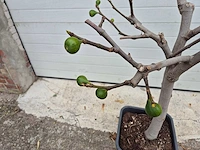 Vijgenboom - ficus carica - hoogte ca. 100 cm - afbeelding 3 van  3