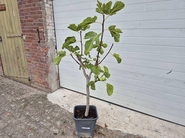Vijgenboom - ficus carica - hoogte ca. 100 cm - afbeelding 1 van  3