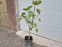Vijgenboom - ficus carica - hoogte ca. 100 cm - afbeelding 1 van  3