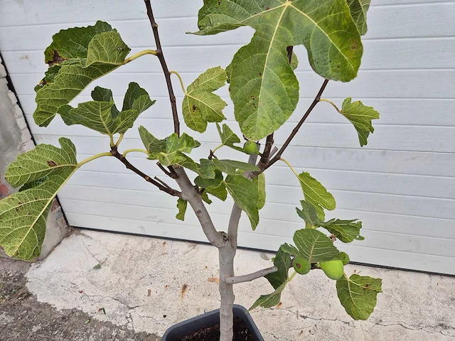Vijgenboom - ficus carica - hoogte ca. 100 cm - afbeelding 2 van  3