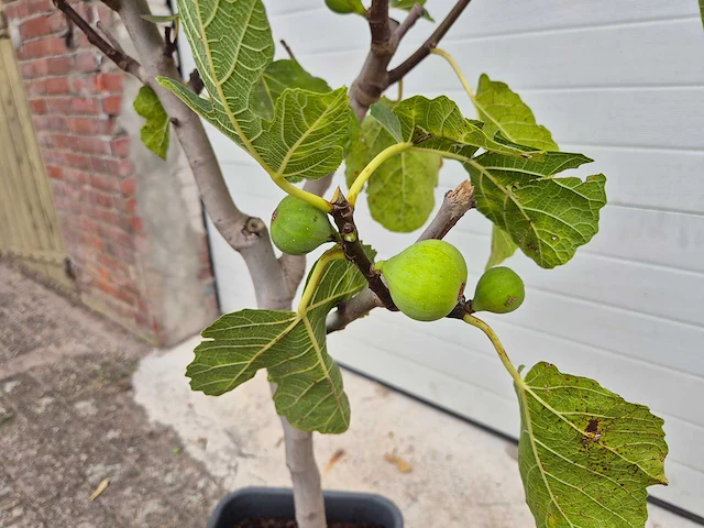 Vijgenboom - ficus carica - hoogte ca. 100 cm - afbeelding 3 van  3