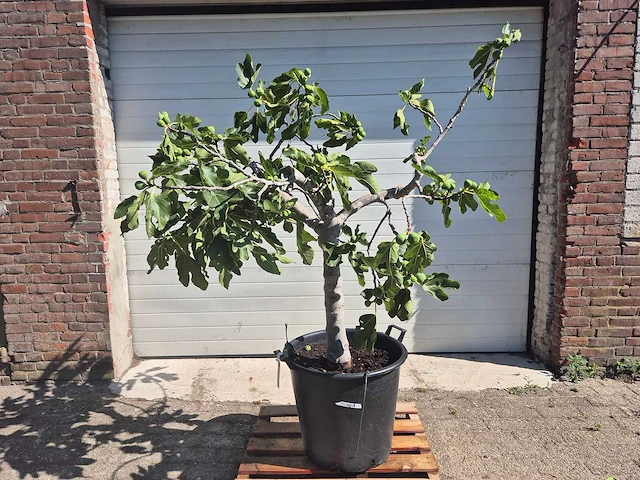 Vijgenboom - ficus carica - hoogte ca. 150 cm - afbeelding 1 van  5