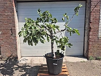 Vijgenboom - ficus carica - hoogte ca. 150 cm - afbeelding 1 van  5