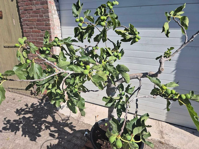 Vijgenboom - ficus carica - hoogte ca. 150 cm - afbeelding 2 van  5
