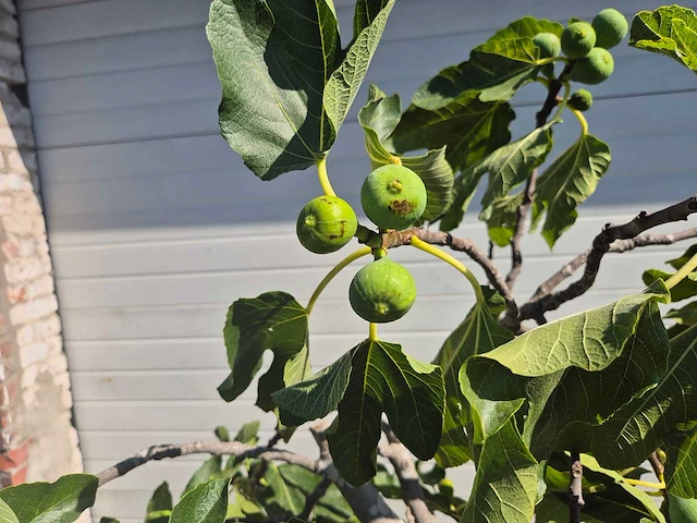 Vijgenboom - ficus carica - hoogte ca. 150 cm - afbeelding 3 van  5