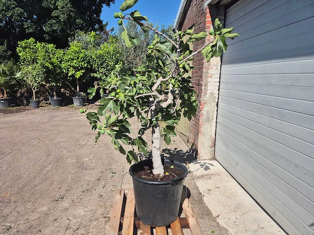 Vijgenboom - ficus carica - hoogte ca. 150 cm - afbeelding 4 van  5