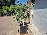 Vijgenboom - ficus carica - hoogte ca. 150 cm - afbeelding 4 van  5