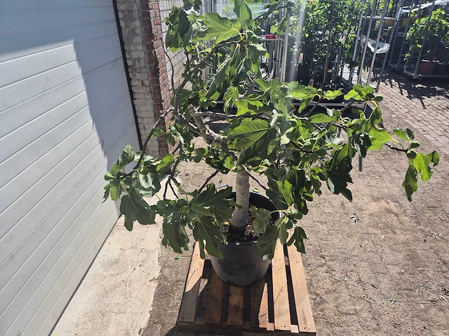 Vijgenboom - ficus carica - hoogte ca. 150 cm - afbeelding 5 van  5