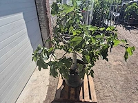 Vijgenboom - ficus carica - hoogte ca. 150 cm - afbeelding 5 van  5