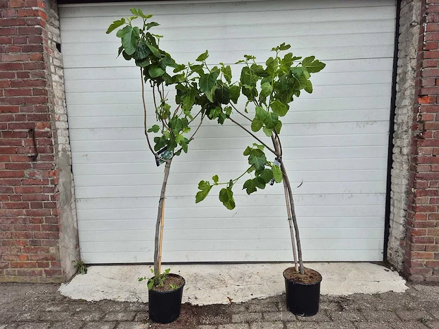 Vijgenboom - ficus carica - hoogte ca. 180 cm (2x) - afbeelding 1 van  3