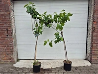 Vijgenboom - ficus carica - hoogte ca. 180 cm (2x) - afbeelding 1 van  3