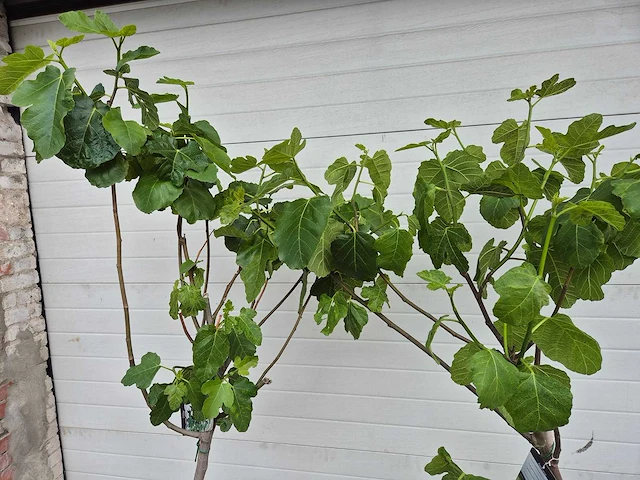Vijgenboom - ficus carica - hoogte ca. 180 cm (2x) - afbeelding 2 van  3