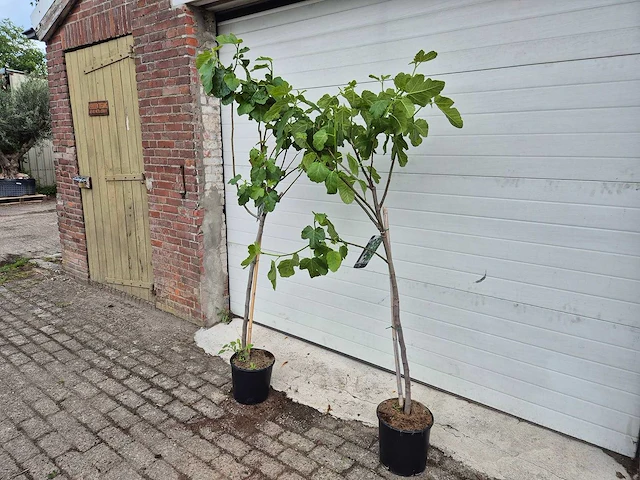 Vijgenboom - ficus carica - hoogte ca. 180 cm (2x) - afbeelding 3 van  3