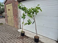 Vijgenboom - ficus carica - hoogte ca. 180 cm (2x) - afbeelding 3 van  3