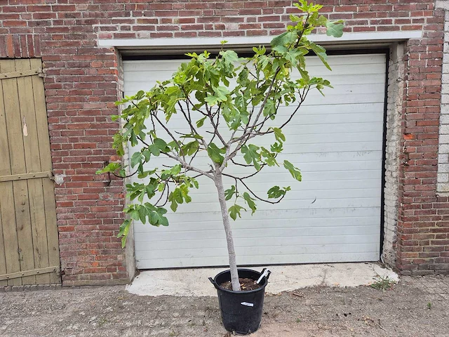 Vijgenboom - ficus carica - hoogte ca. 200 cm - afbeelding 1 van  3