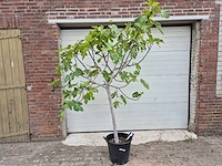 Vijgenboom - ficus carica - hoogte ca. 200 cm - afbeelding 1 van  3