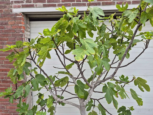 Vijgenboom - ficus carica - hoogte ca. 200 cm - afbeelding 2 van  3