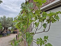 Vijgenboom - ficus carica - hoogte ca. 200 cm - afbeelding 3 van  3