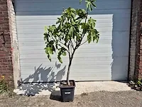 Vijgenboom - ficus carica - vrucht- / fruitboom - hoogte ca. 170 cm - afbeelding 1 van  2