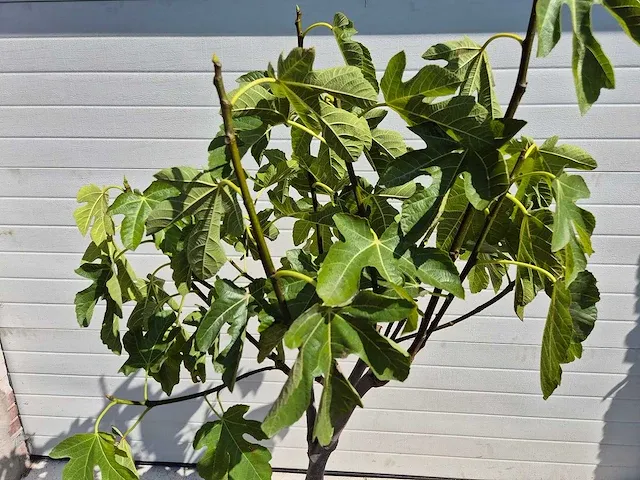 Vijgenboom - ficus carica - vrucht- / fruitboom - hoogte ca. 170 cm - afbeelding 2 van  2