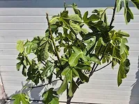 Vijgenboom - ficus carica - vrucht- / fruitboom - hoogte ca. 170 cm - afbeelding 2 van  2