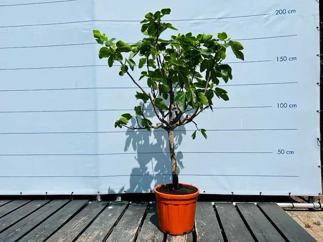 Vijgenboom 160cm - afbeelding 1 van  1