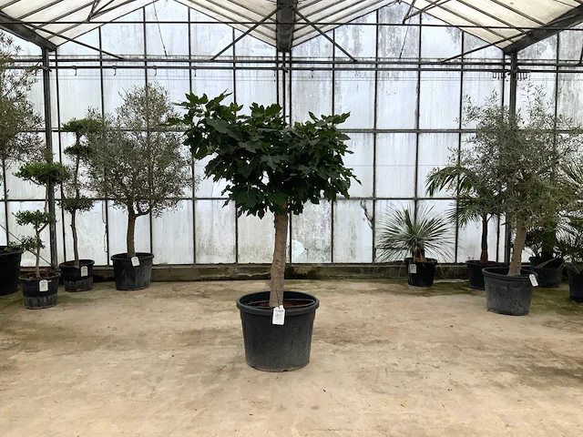 Vijgenboom (ficus carica) - afbeelding 1 van  1