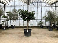 Vijgenboom (ficus carica) - afbeelding 1 van  1