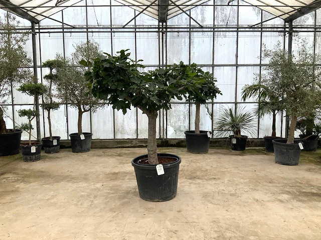 Vijgenboom (ficus carica) - afbeelding 1 van  1