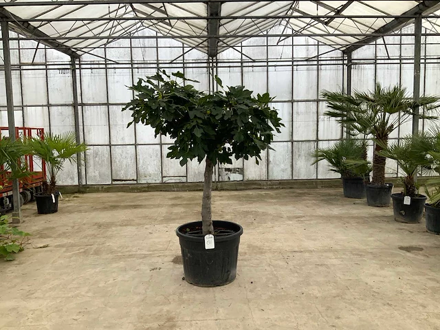Vijgenboom (ficus carica) - afbeelding 1 van  1