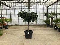 Vijgenboom (ficus carica) - afbeelding 1 van  1