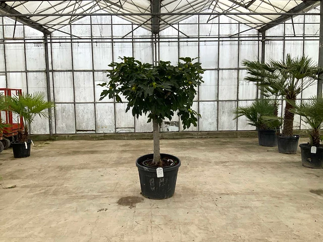 Vijgenboom (ficus carica) - afbeelding 1 van  1