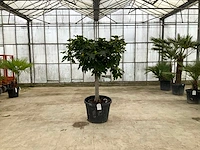 Vijgenboom (ficus carica) - afbeelding 1 van  1
