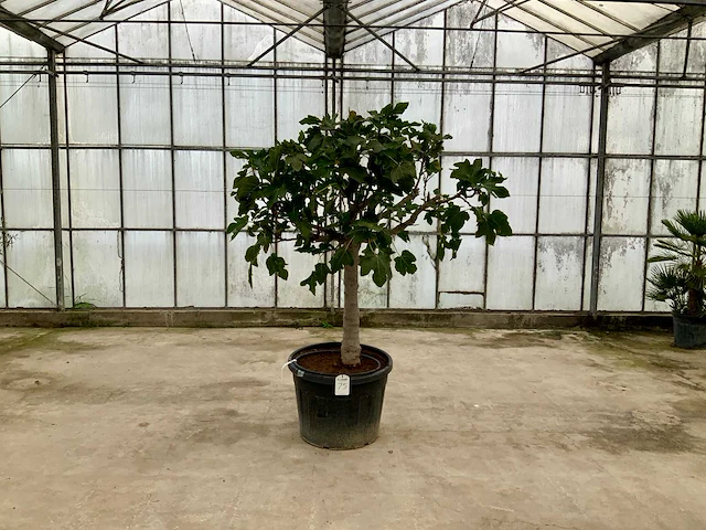 Vijgenboom (ficus carica) - afbeelding 1 van  1