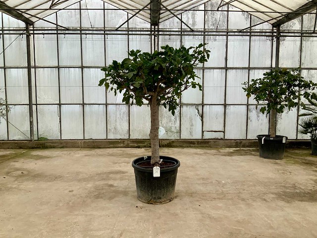 Vijgenboom (ficus carica) - afbeelding 1 van  1