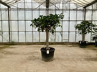 Vijgenboom (ficus carica) - afbeelding 1 van  1