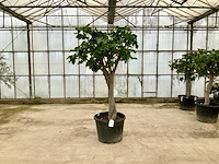 Vijgenboom (ficus carica) - afbeelding 1 van  1