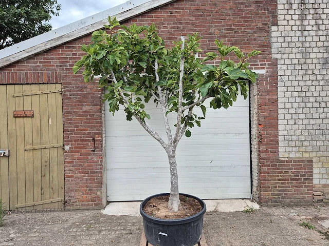 Vijgenboom xl - ficus carica - fruit tree - hoogte ca. 150 cm - afbeelding 1 van  6