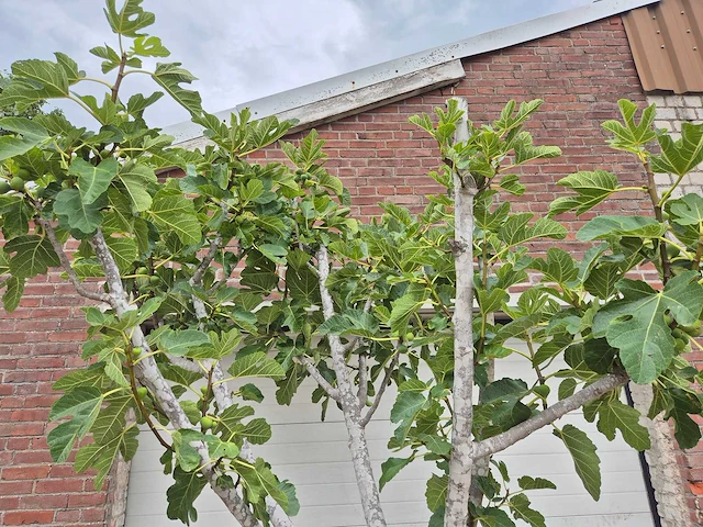 Vijgenboom xl - ficus carica - fruit tree - hoogte ca. 150 cm - afbeelding 2 van  6