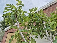 Vijgenboom xl - ficus carica - fruit tree - hoogte ca. 150 cm - afbeelding 3 van  6