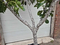 Vijgenboom xl - ficus carica - fruit tree - hoogte ca. 150 cm - afbeelding 4 van  6