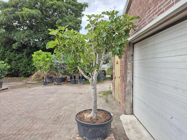 Vijgenboom xl - ficus carica - fruit tree - hoogte ca. 150 cm - afbeelding 5 van  6