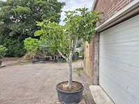 Vijgenboom xl - ficus carica - fruit tree - hoogte ca. 150 cm - afbeelding 5 van  6