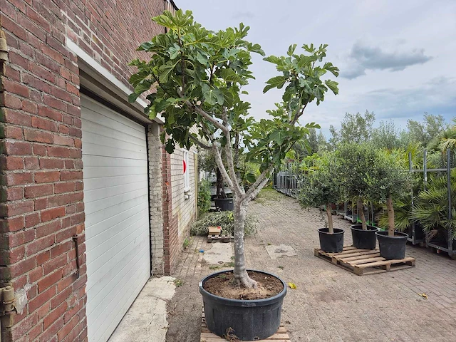 Vijgenboom xl - ficus carica - fruit tree - hoogte ca. 150 cm - afbeelding 6 van  6