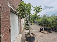 Vijgenboom xl - ficus carica - fruit tree - hoogte ca. 150 cm - afbeelding 6 van  6