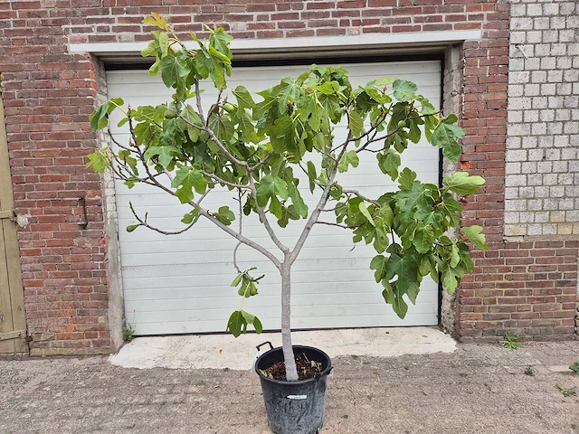 Vijgenboom xl- ficus carica - hoogte ca. 200 cm - afbeelding 1 van  3