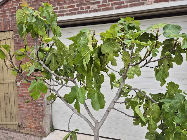 Vijgenboom xl- ficus carica - hoogte ca. 200 cm - afbeelding 2 van  3