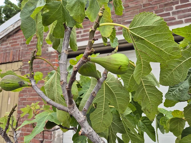 Vijgenboom xl- ficus carica - hoogte ca. 200 cm - afbeelding 3 van  3